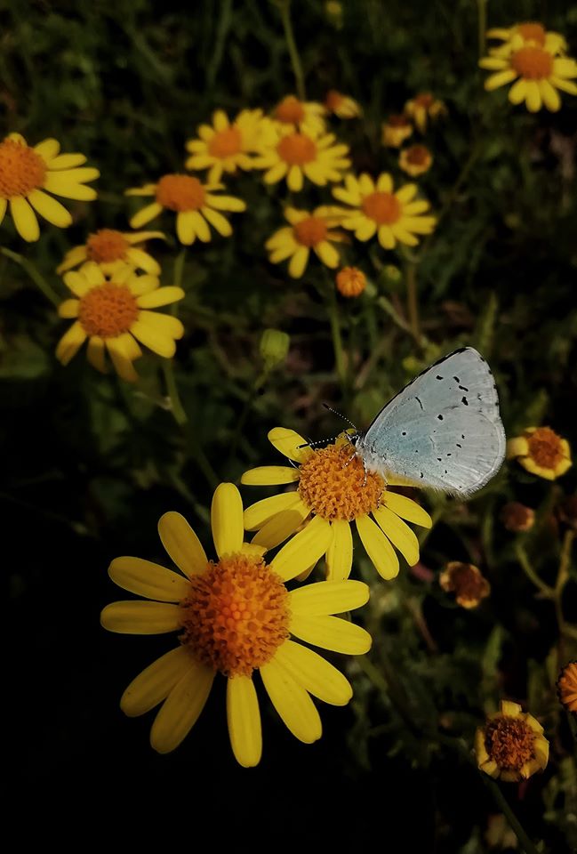 butterfly on a flower by Rezaul H Reza